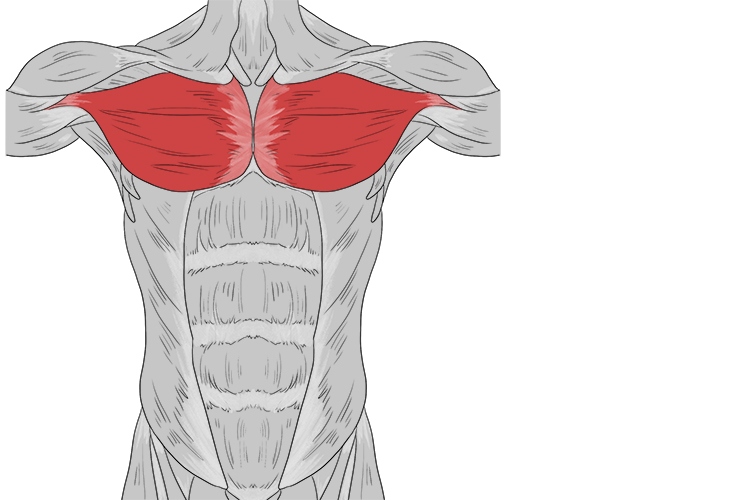 The muscles that connect the front of the chest to the bones of the upper arm and shoulder
